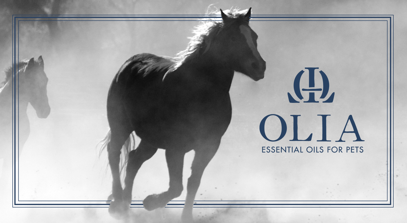 Olia-Header-Horse